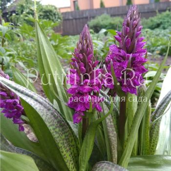 Пальчатокоренник гибридный (Dactylorhiza hib.)