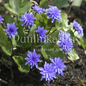 Печеночница благородная Blue Plena (Hepatica nobilis f. Blue Plena)