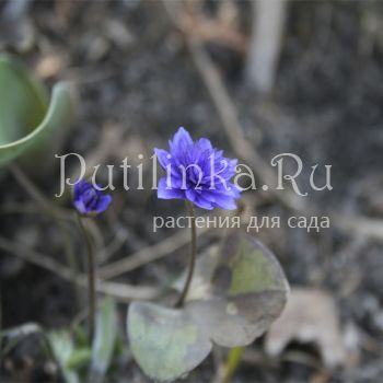 Печеночница благородная Blue Plena (Hepatica nobilis f. Blue Plena)