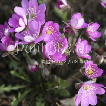 Печеночница благородная Cremar (Hepatica nobilis Cremar)