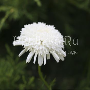 Пиретрум махровый белый (Pyrethrum Plena Alba)