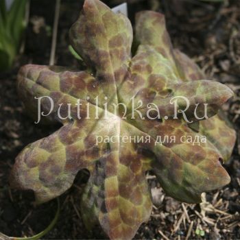 Подофилл Spotty Dotty (Podophyllum Spotty Dotty)