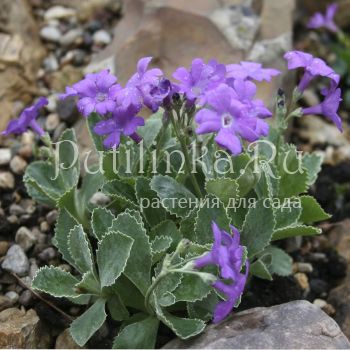 Примула окаймленная Pritchards (Primula marginata Pritchards)