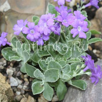 Примула окаймленная Pritchards (Primula marginata Pritchards)