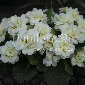 Примула Belarina Snow (Primula Belarina Snow)