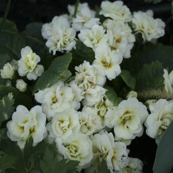 Примула Belarina Snow (Primula Belarina Snow)