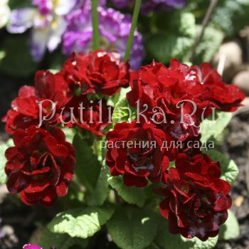 Примула Belarina Valentine (Primula Valentine)