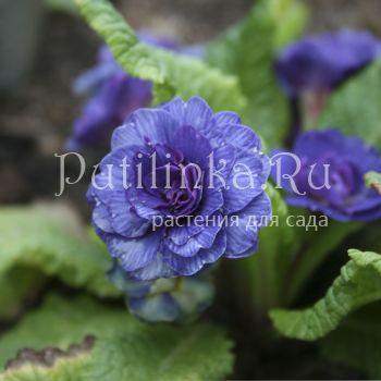 Примула Belarina Delft Blue (Primula Belarina Delft Blue)