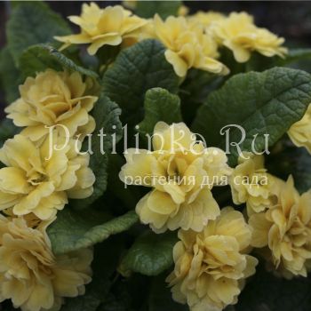 Примула Belarina Buttercup Yellow (Primula Belarina Buttercup Yellow)