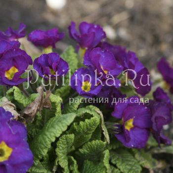 Примула Blue Julianas (Primula Blue Julianas)