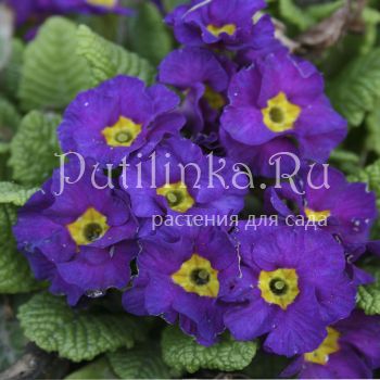 Примула Blue Julianas (Primula Blue Julianas)