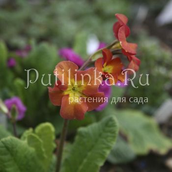 Примула полиантовая Hose in Hose (Primula polyanthus  Hose in Hose)