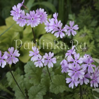 Примула Зибольда Nuretubame (Primula sieboldii Nuretubame) 3