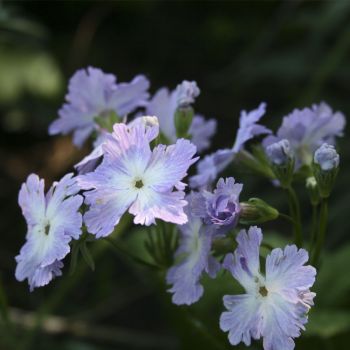 Примула Зибольда Yuosei (Primula sieboldii Yuosei)