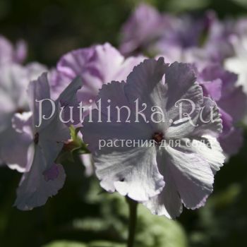 Примула Зибольда Old Vienna (Primula sieboldii Old Vienna)