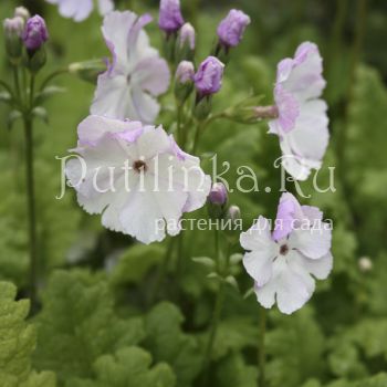 Примула Зибольда Old Vienna (Primula sieboldii Old Vienna)