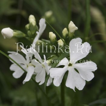 Примула Зибольда Winter Dreams (Primula sieboldii Winter Dreams)