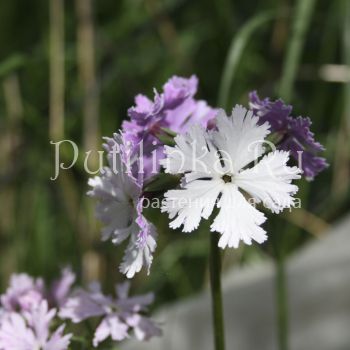 Примула Зибольда Dancing Ladies (Primula sieboldii Dancing Ladies)