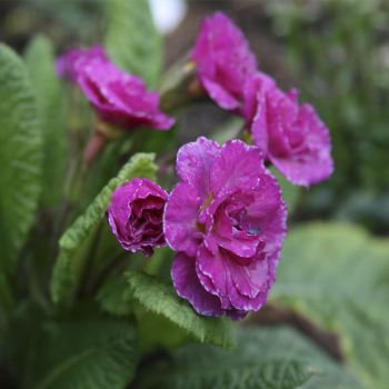 Примула бесстебельная (Primula vulgaris Mark Viette)
