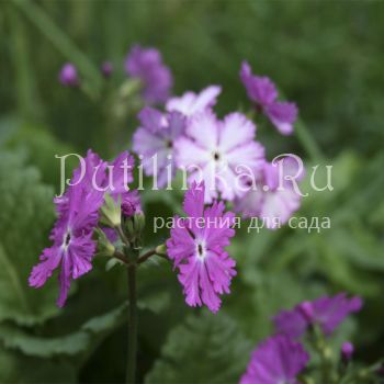 Примула Зибольда Pago-Pago (Primula sieboldii Pago-Pago)