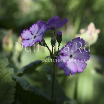 Примула Зибольда Pago-Pago (Primula sieboldii Pago-Pago)