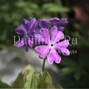 Примула Зибольда Shiko Bai (Primula sieboldii Shiko Bai) 5