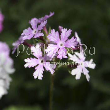 Примула Зибольда Hokutosei (Primula sieboldii Hokutosei)