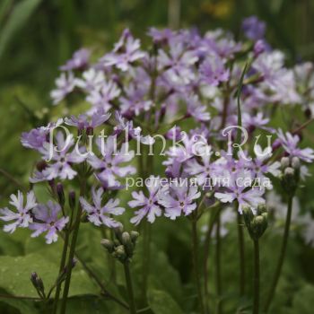 Примула Зибольда Hokutosei (Primula sieboldii Hokutosei)