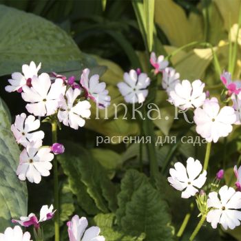 Примула Зибольда (Primula sieboldii сорт уточняется)