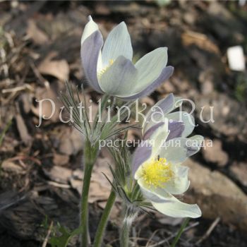 Прострел желтеющий (Pulsatilla flavescens)