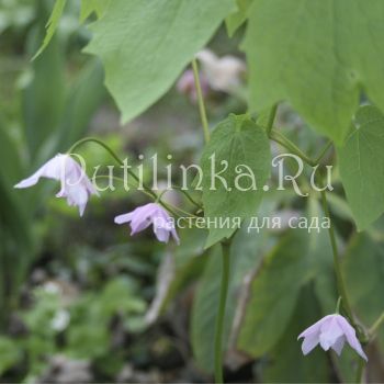 Ранзания японская (Ranzania japonica)