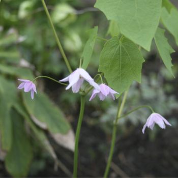 Ранзания японская (Ranzania japonica)