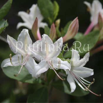 Рододендрон атлантический (Rhododendron atlanticum)