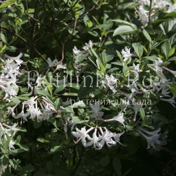 Рододендрон атлантический (Rhododendron atlanticum)