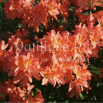 Рододендрон лососевый (Rhododendron molle subsp. japonicum)