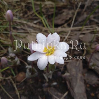 Сангвинария канадская Roseum (Sanguinaria canadensis Roseum)