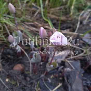 Сангвинария канадская Roseum (Sanguinaria canadensis Roseum)