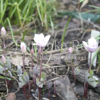 Сангвинария канадская Roseum (Sanguinaria canadensis Roseum)