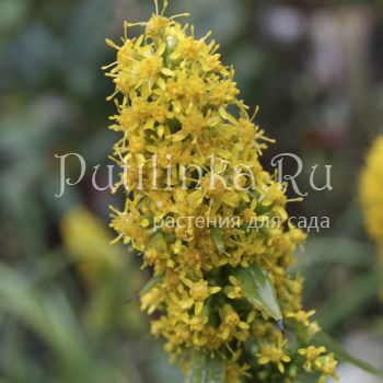 Солидаго (S. flexicaulis Variegata)
