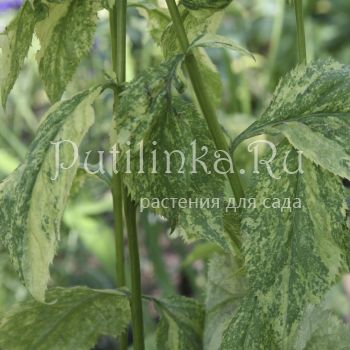 Солидаго (S. flexicaulis Variegata)