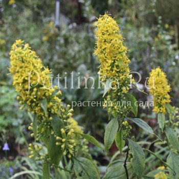Солидаго (S. flexicaulis Variegata)