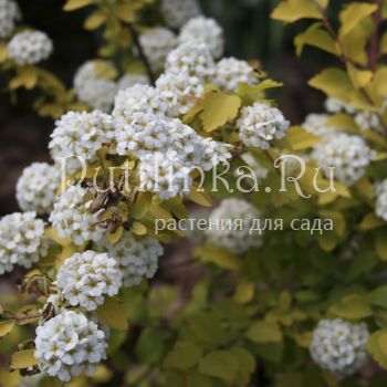 Спирея (Spiraea vanhouttei Gold Fountain)