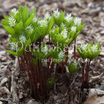 Хлорант японский  (Chloranthus japonicus)