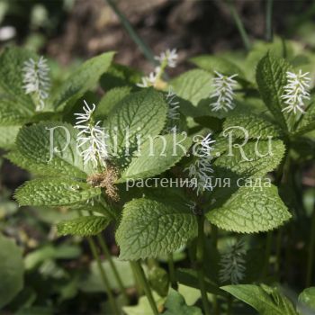 Хлорант японский  (Chloranthus japonicus)