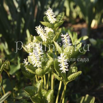 Хлорант японский  (Chloranthus japonicus)