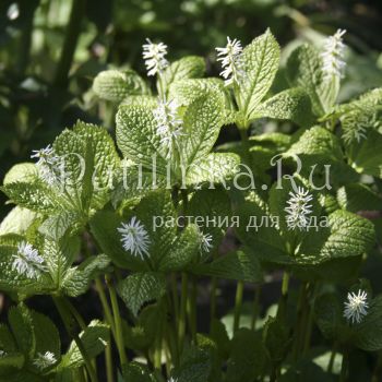 Хлорант японский  (Chloranthus japonicus)