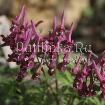 Хохлатка Purple Beauty (Corydalis Purple Beauty)*