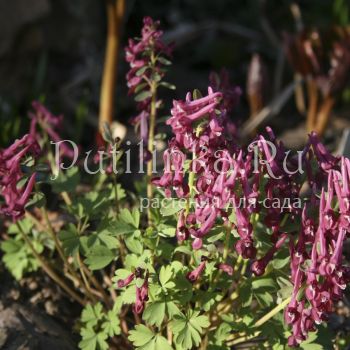 Хохлатка Purple Beauty (Corydalis Purple Beauty)*