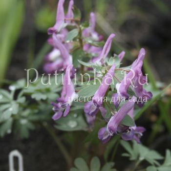 Хохлатка плотная Dixiland (Corydalis solida Dixiland)