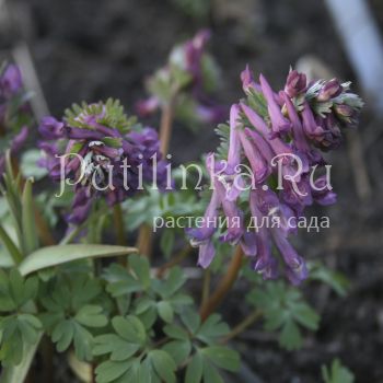 Хохлатка плотная Dixiland (Corydalis solida Dixiland)